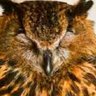 居眠り留蔵（Tomezo）'s profile picture