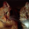 Jeffrey Johnson's profile picture