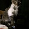 Seçim İçli's profile picture