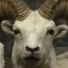 Fish Smell Bad's profile picture