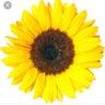 MsAuhood profil fotoğrafı