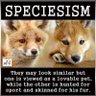 AmorForAnimals profil fotoğrafı
