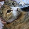 はの(´ω`*) profil fotoğrafı