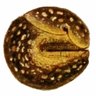 The Kerry Slug 的头像