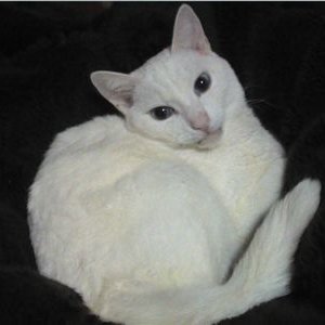 真っ黒ニャンコと僕's profile picture