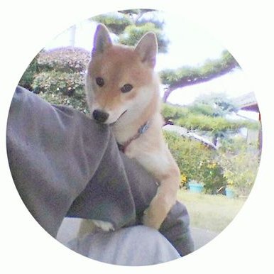 inubot's profile picture
