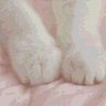 せいら 的头像