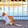 𝕤𝕙𝕚𝕥𝕒𝕞𝕒𝕔𝕙𝕚𝕟𝕖𝕜𝕠 profil fotoğrafı