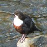 Darkpeakbirder profil fotoğrafı