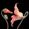 发条橙子's profile picture