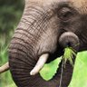 Фото профиля TheKingElephant