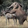 Bad Donkey...BAD!!! 的头像