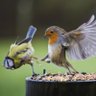 Фото профиля Angry Bird