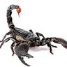 Agent Scorpio's profile picture