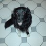 Rossdog 的头像