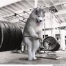 でかももえ 的头像