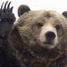 Grizzly Grrson's profile picture