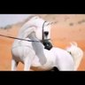 Фото профиля abdulaziz