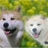Profilbild von スーパーポンポコジャガピーにしなりくん