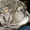 CrustyMedevacDoc's profile picture
