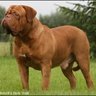 Doguemastiff profil fotoğrafı