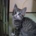 ねこっち。 profil fotoğrafı
