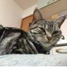 アメショーのいちご♀ profil fotoğrafı