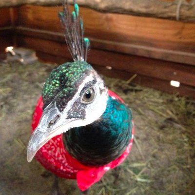 京都大学クジャク同好会's profile picture