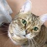 そしがやだいぞう profil fotoğrafı