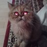 DonutTheCat 的头像