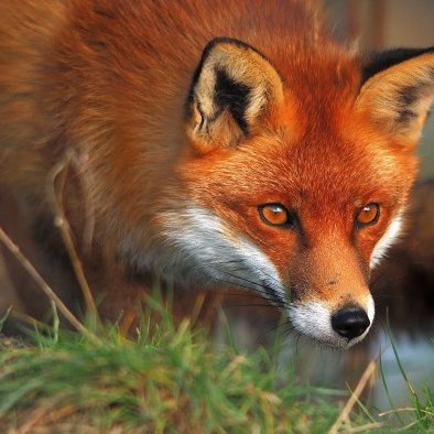 hourlyFox's profile picture