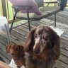 Фото профиля I love my pooches❤️