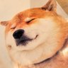 satoshi's profile picture