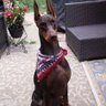 cyndo profil fotoğrafı