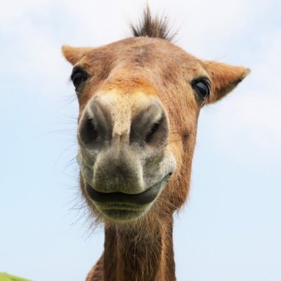 misaki_umauma's profile picture