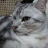 Profilbild von どんぶり