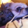 Lichi profil fotoğrafı