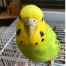 ふじさち profil fotoğrafı
