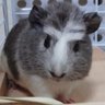 Фото профиля ししょう。/眉毛飼い