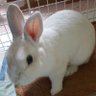 あざみ🐰 profil fotoğrafı