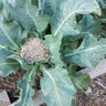 MplsGardenerd profil fotoğrafı