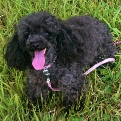 みっきぃ　🌿🌸🐕🐈🌻🌿's profile picture