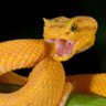 Lic. Mamba's profile picture