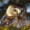 Фото профиля ReadyOwl