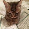 Фото профиля Zeyad Zaky