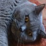 gulsungurses's profile picture