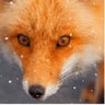 Profilbild von ♈️ 🔥foxακι ®