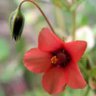 Фото профиля Percy Blakeney