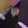 るり 的头像