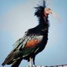 Kelaynak profil fotoğrafı